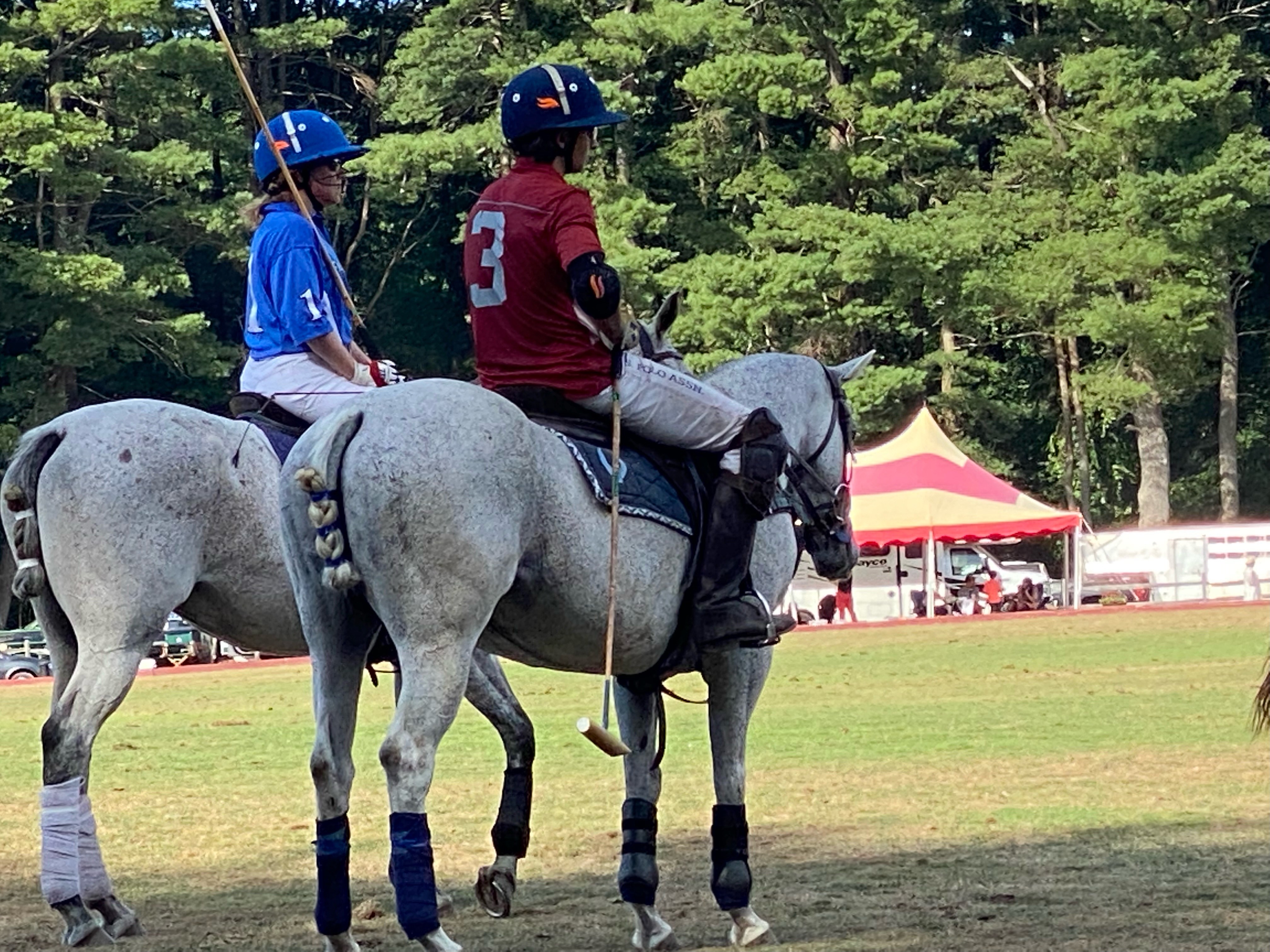 Polo ponies and riders